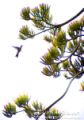 Hummingbird Near Arequipa